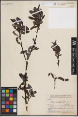 Foto von Salix erioclada H. Lév. & Vaniot
